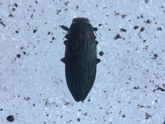 Buprestis lyrata