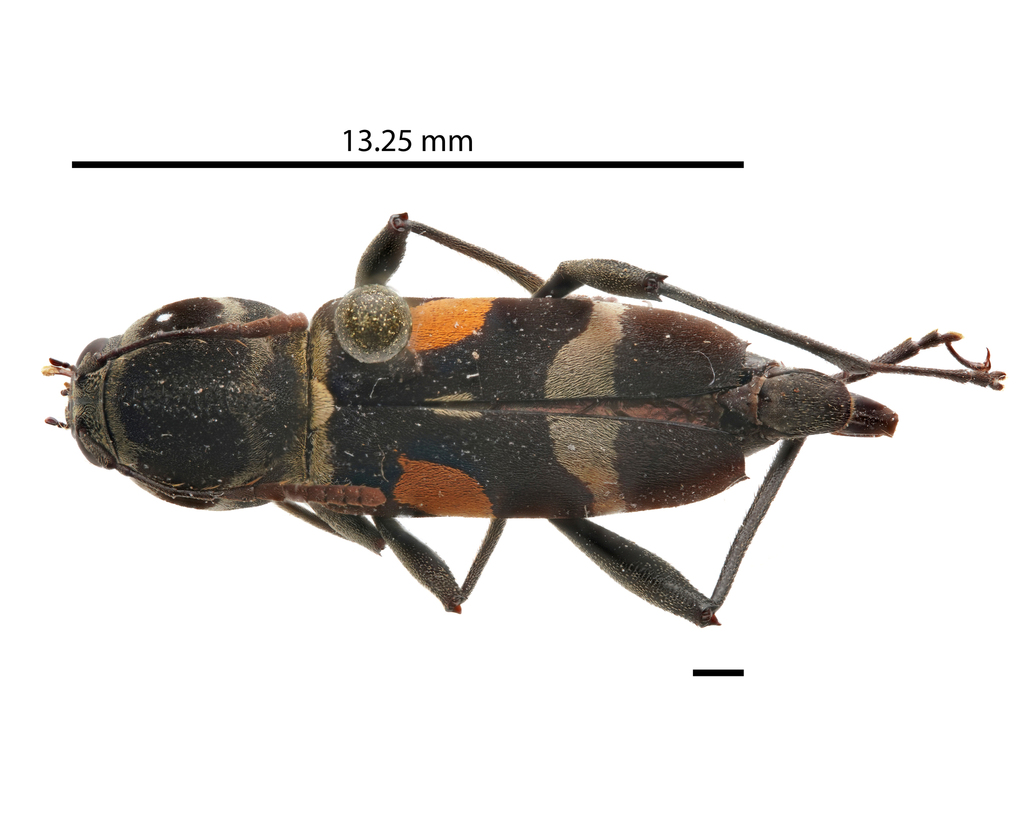 Mecometopus aurantisignatus