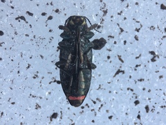 Buprestis lyrata