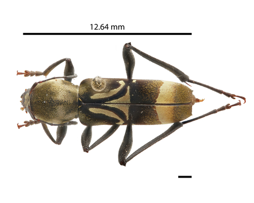 Neoclytus justini