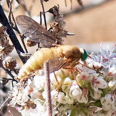 Pegasomyia