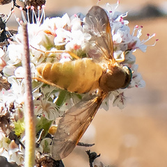 Pegasomyia