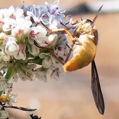 Pegasomyia