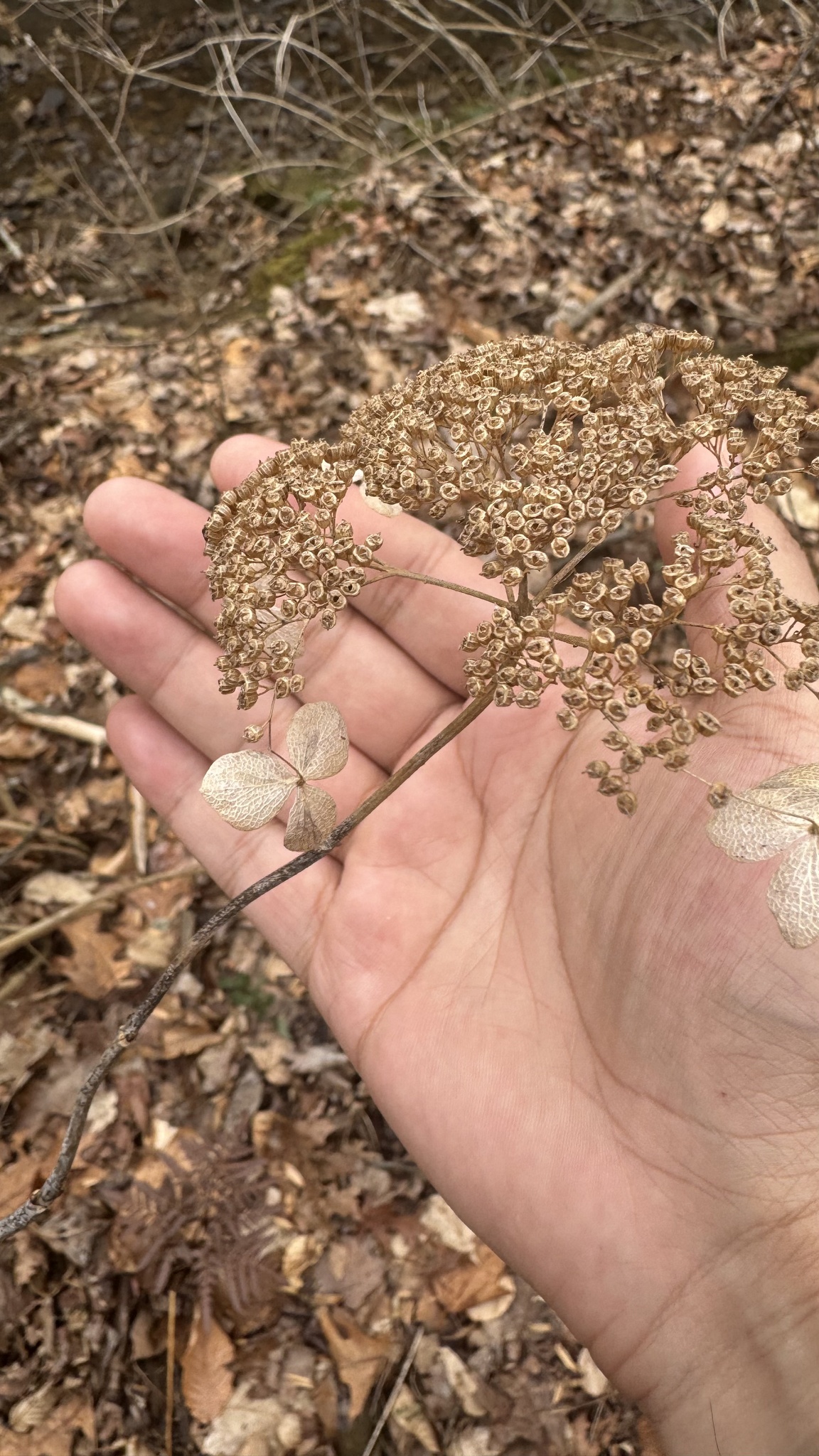 Imagem de Hortênsia