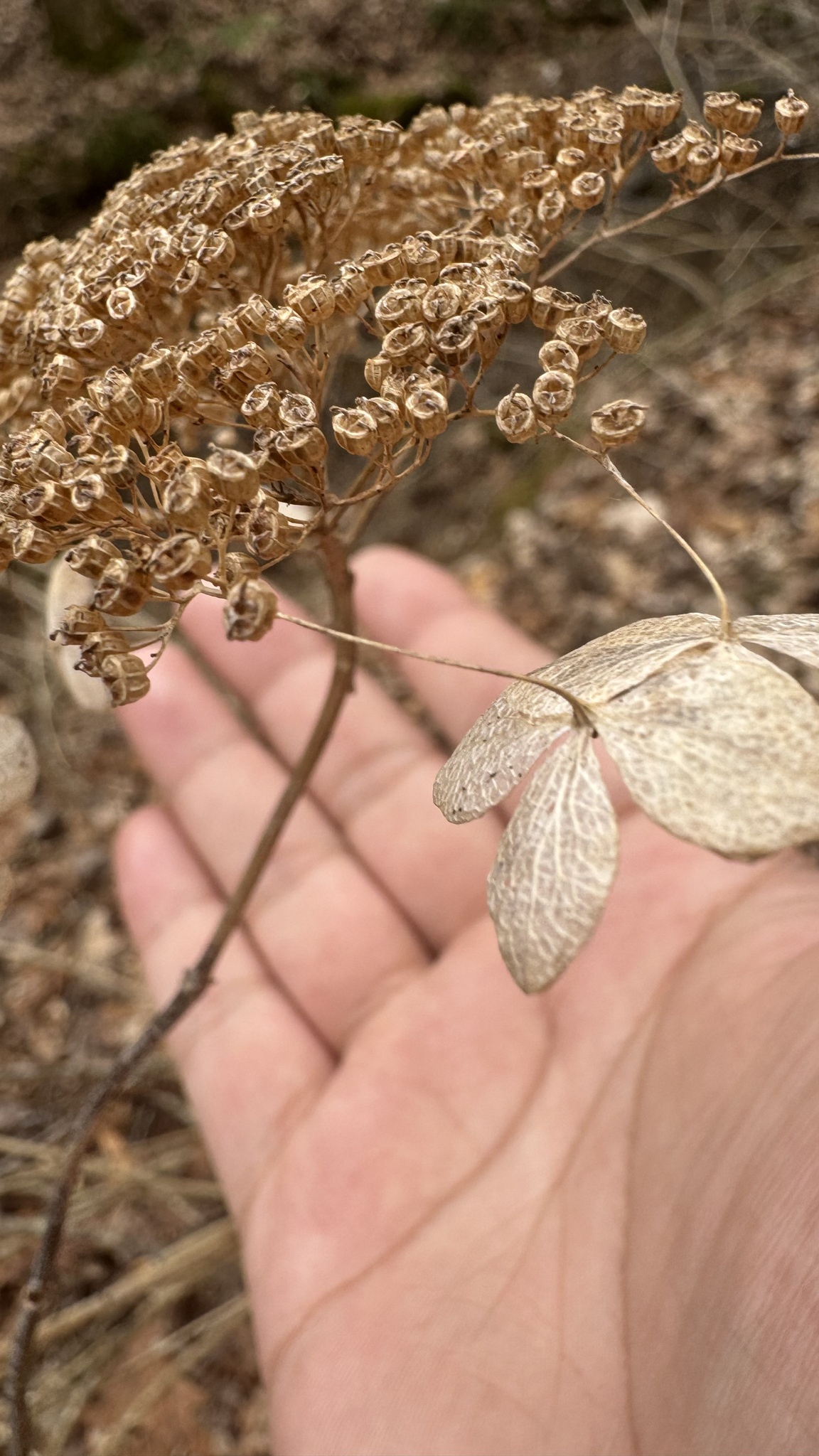 Imagem de Hortênsia