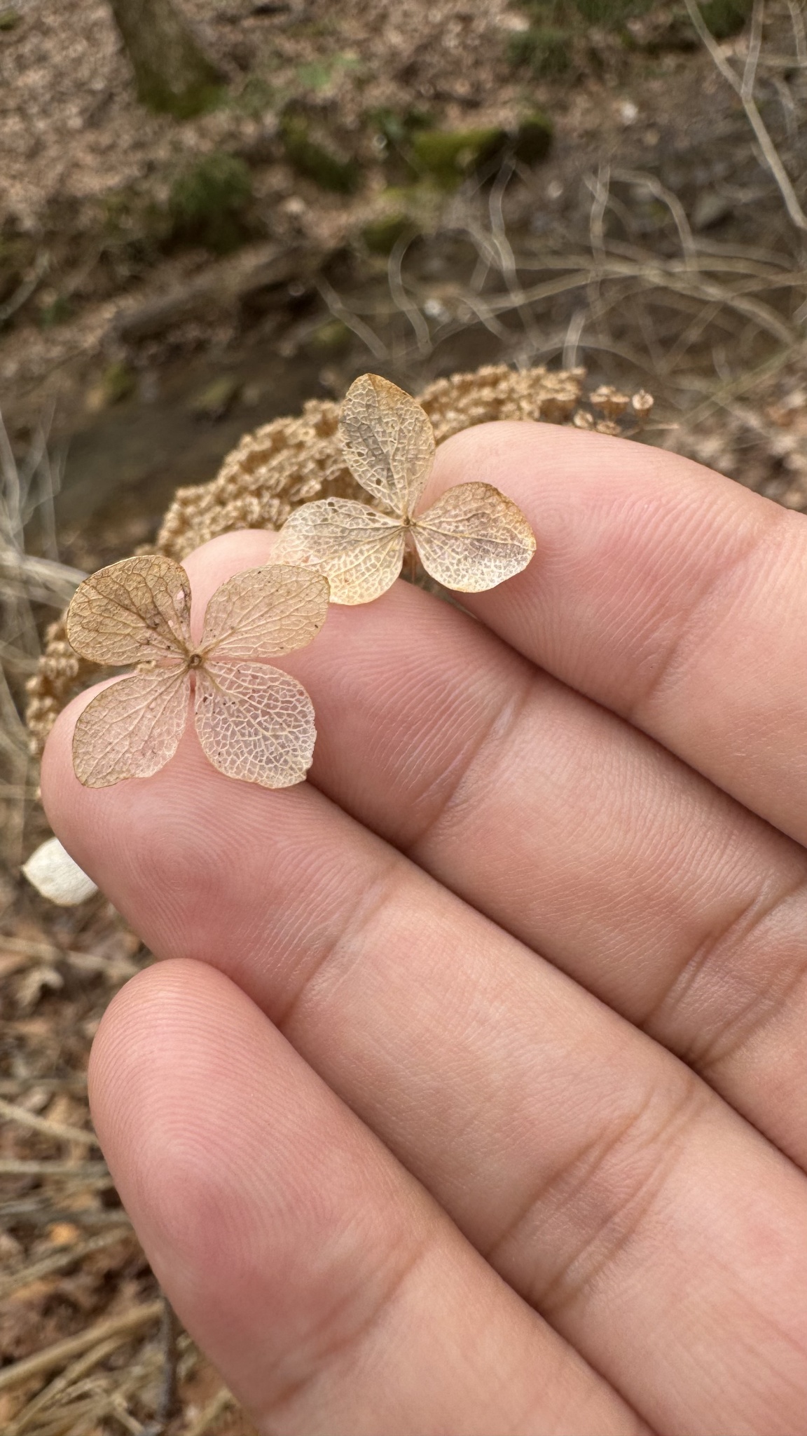 Imagem de Hortênsia