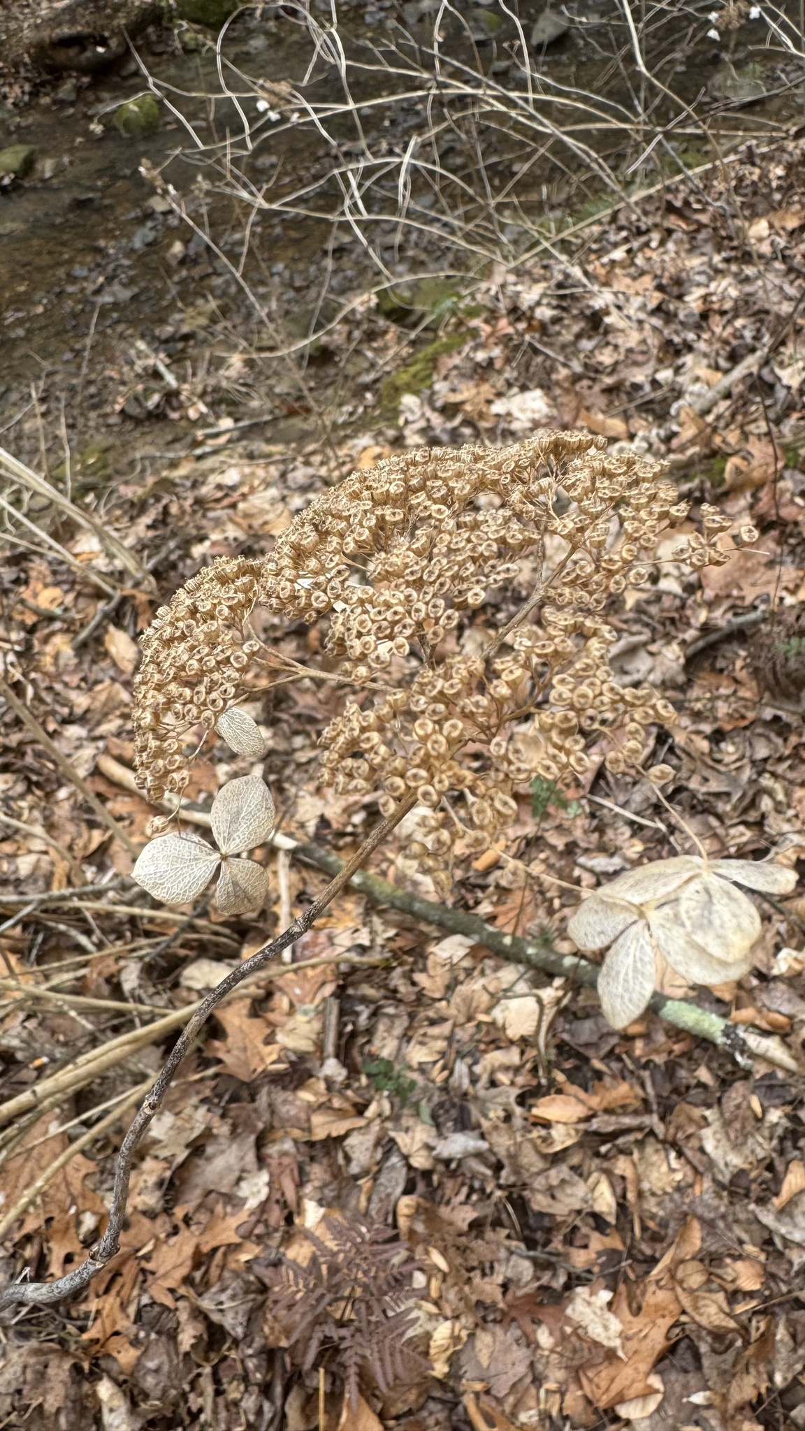 Imagem de Hortênsia