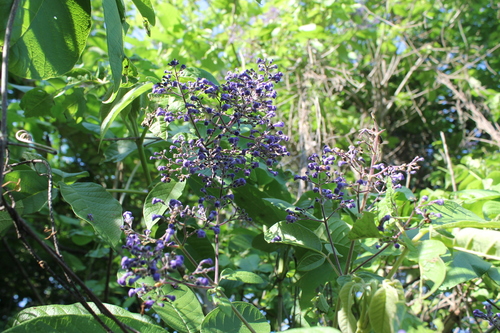Querenderenicua (Vitex pyramidata)