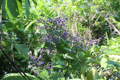 Vitex pyramidata