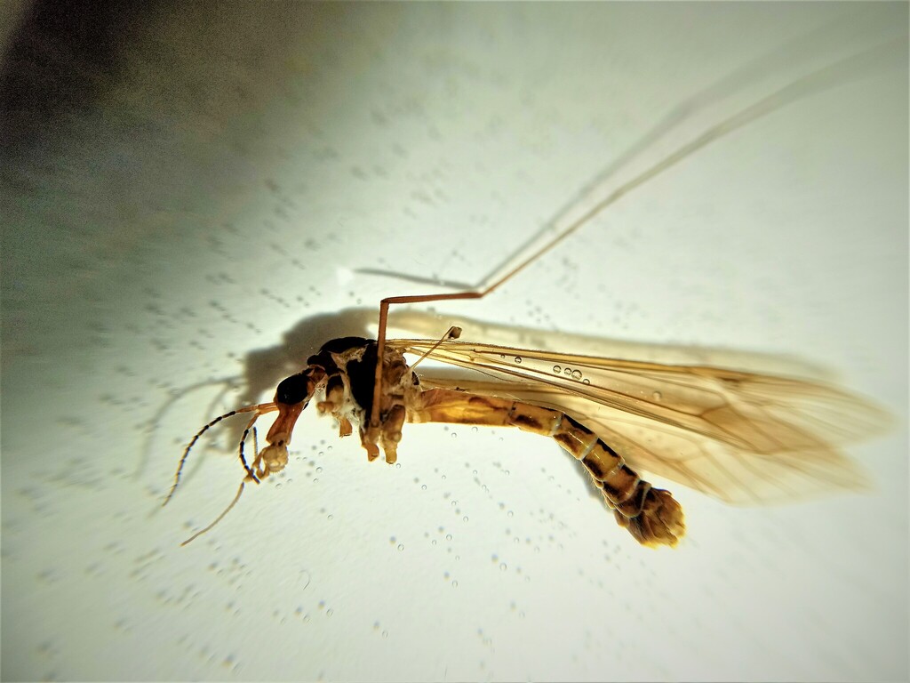 Tipula circe