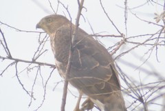 Accipiter cooperii