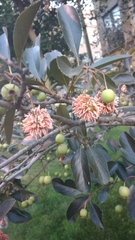 Gymnosporangium juniperi-virginianae