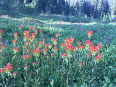 Castilleja suksdorfii