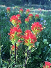 Castilleja suksdorfii