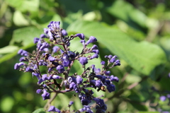 Vitex pyramidata
