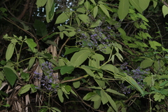Vitex pyramidata