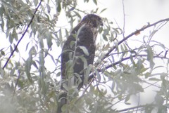 Accipiter cooperii