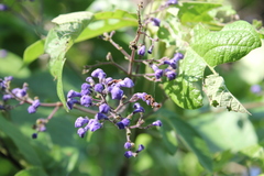 Vitex pyramidata