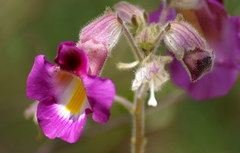 Proboscidea louisianica fragrans