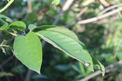 Vitex pyramidata