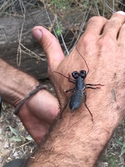 Mastigoproctus tohono