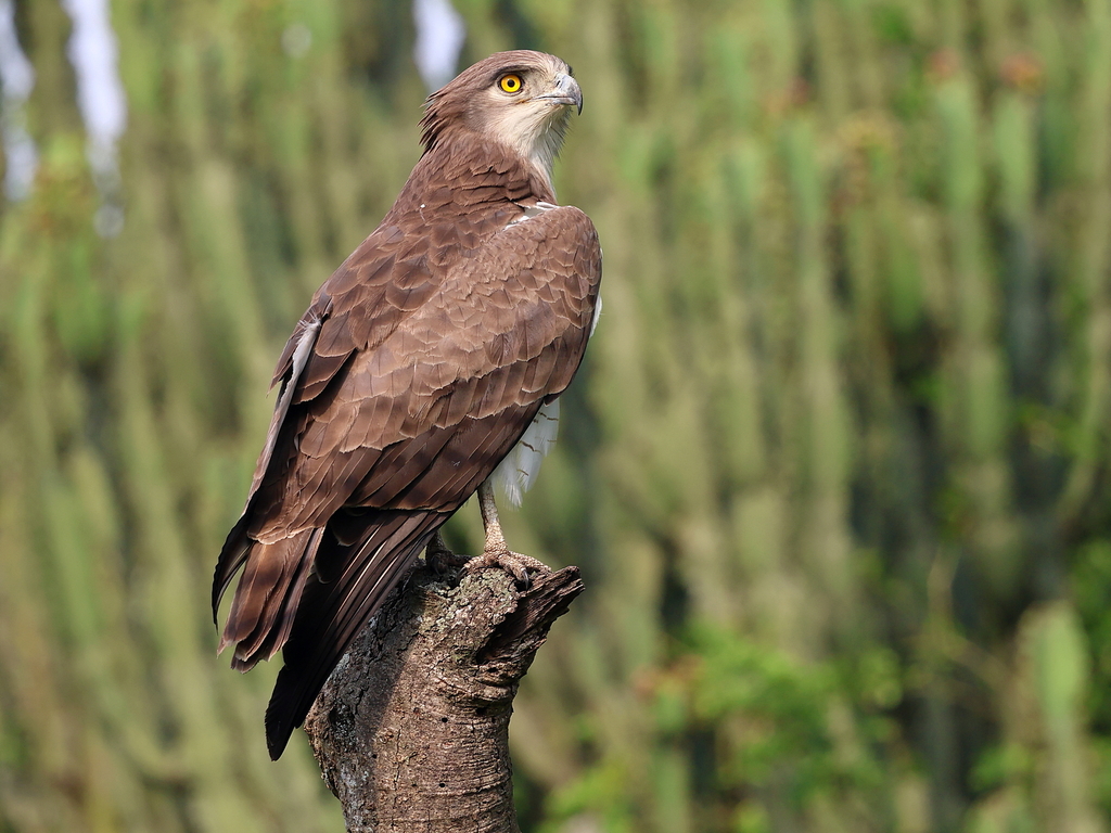 Beaudouin's Snake-Eagle