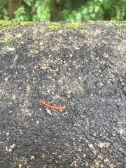 Helicorthomorpha holstii