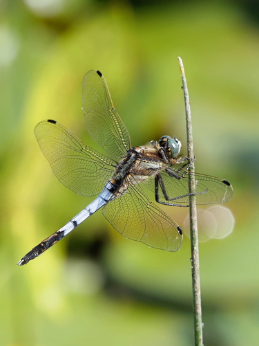 White-tailed Skimmer