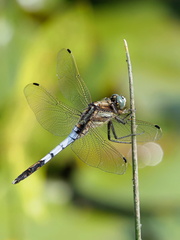 iwase ken様　904545 Inazawa, JP, AI · iNaturalist Panamá