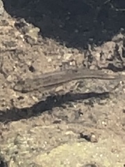 Rhinichthys atratulus