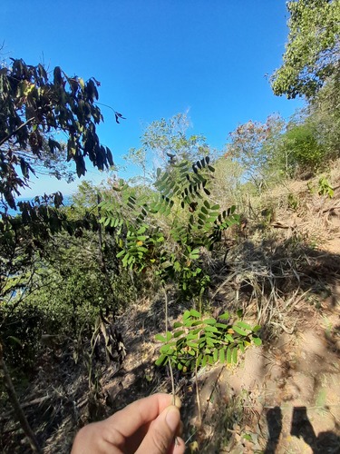 Foto de Tataré