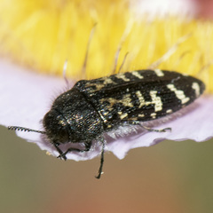Acmaeodera connexa