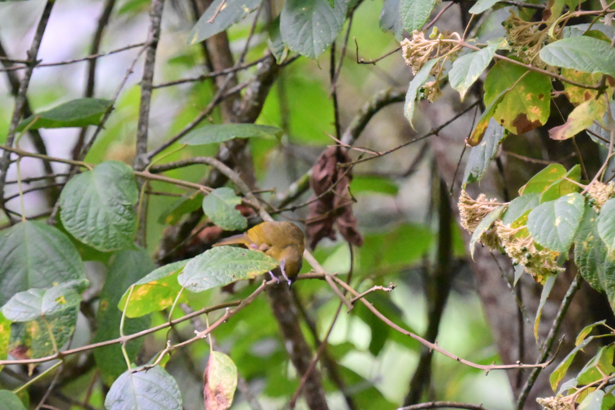 Olive-headed Greenbul (Arizelocichla striifacies), photo 5