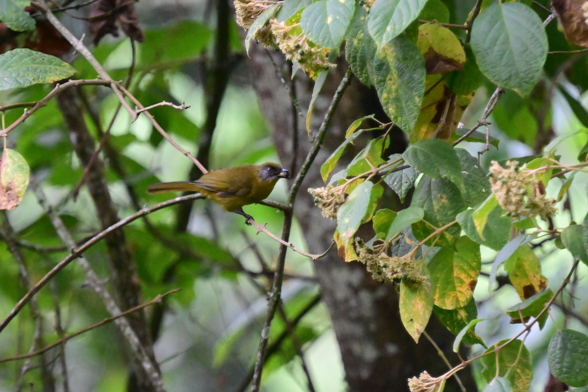 Olive-headed Greenbul (Arizelocichla striifacies), photo 7