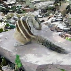 Funambulus pennantii