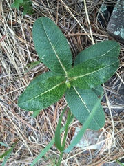 Asclepias hypoleuca