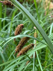 Carex lyngbyei