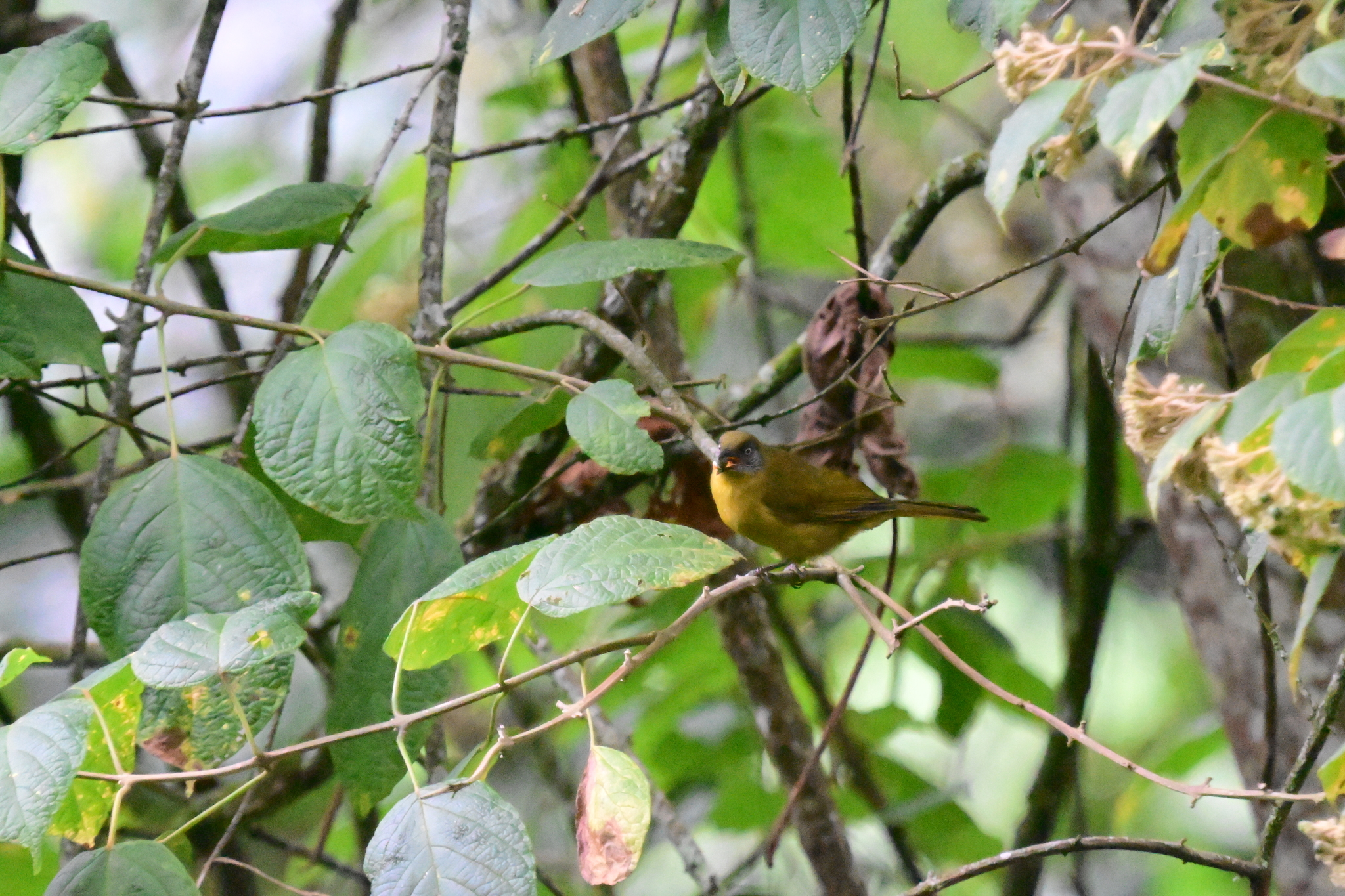 Olive-headed Greenbul (Arizelocichla striifacies), photo 8