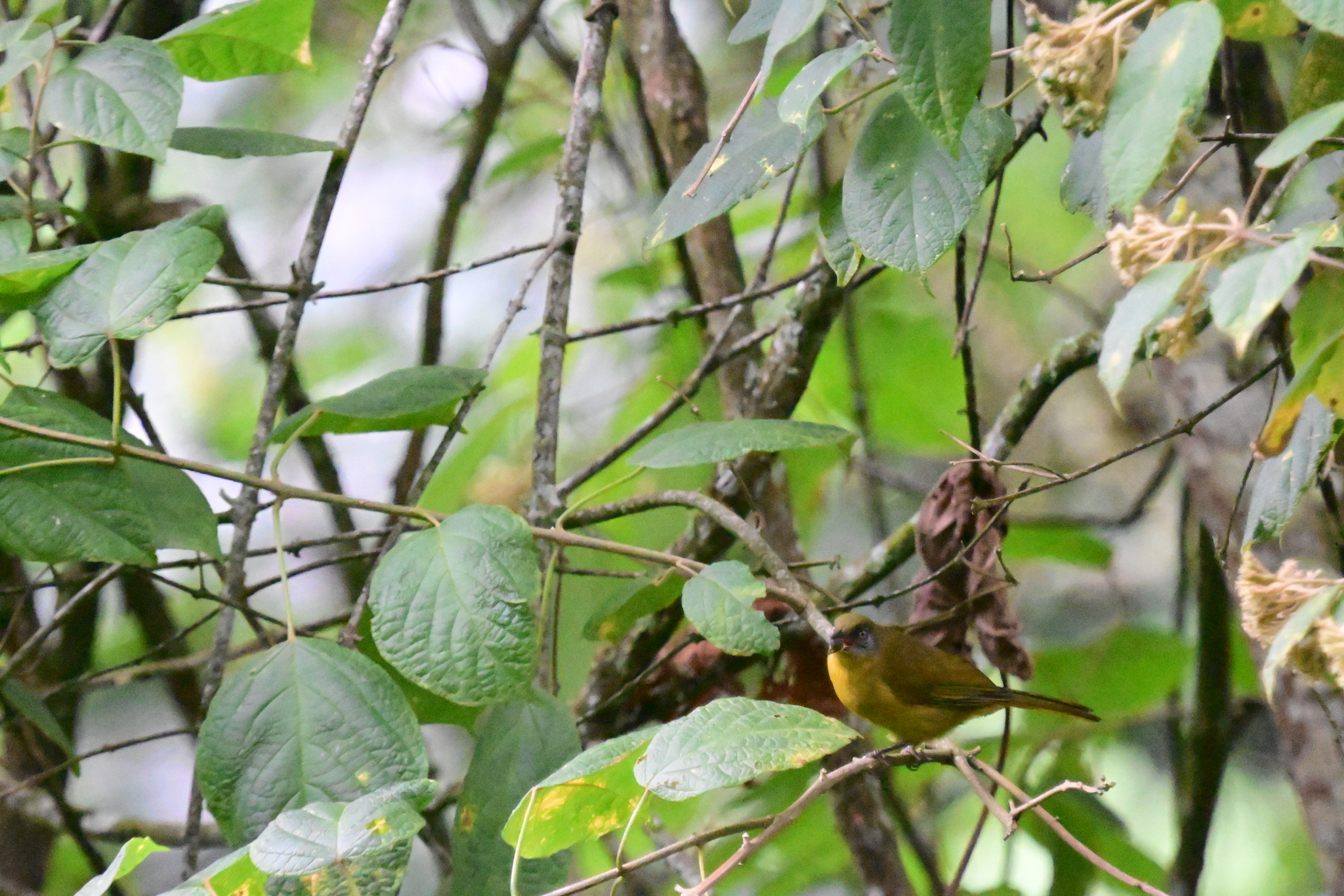 Olive-headed Greenbul (Arizelocichla striifacies), photo 9