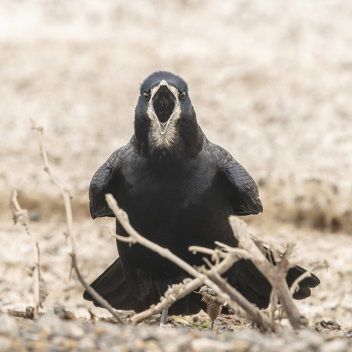Corbeau freux