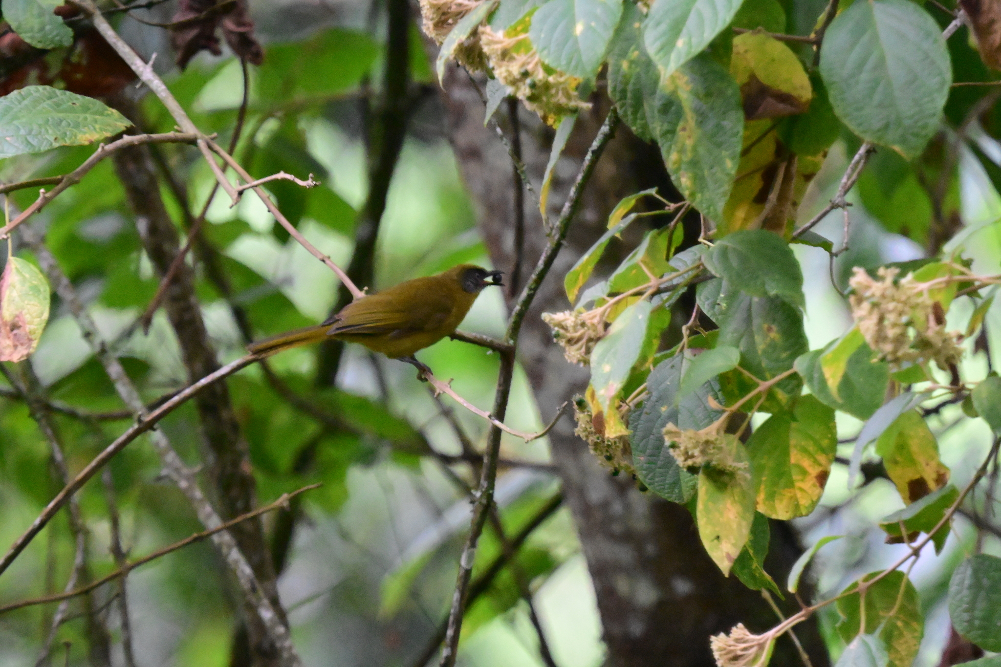 Olive-headed Greenbul (Arizelocichla striifacies), photo 6