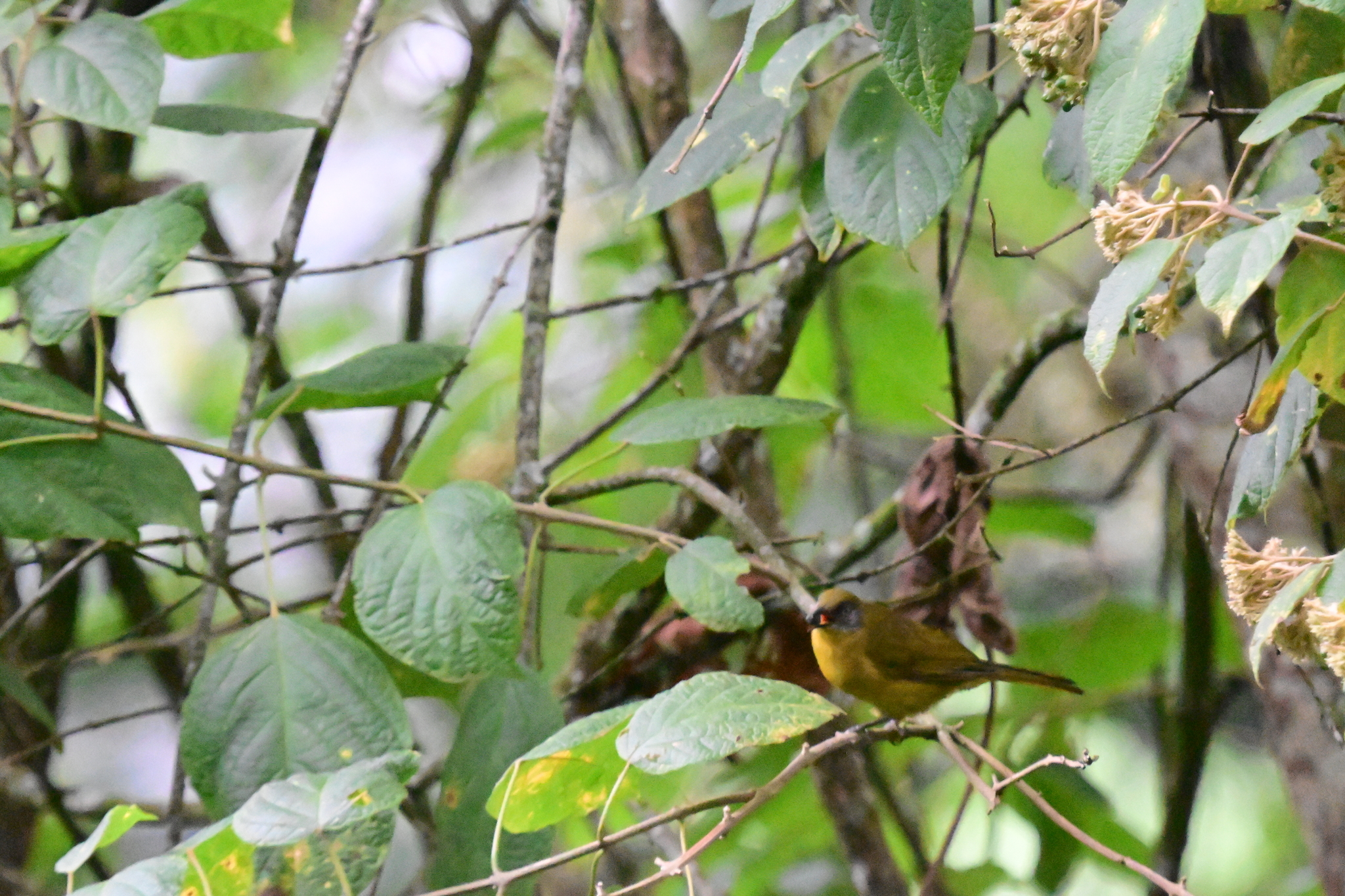 Olive-headed Greenbul (Arizelocichla striifacies), photo 10