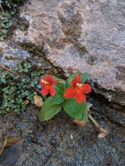 Erythranthe verbenacea