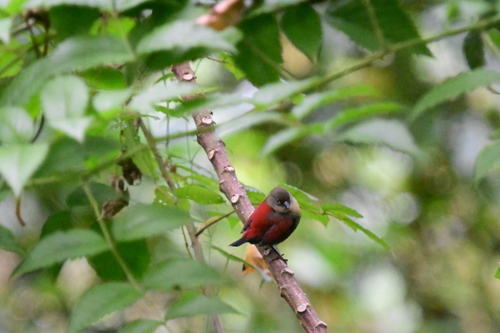 Abyssinian Crimsonwing (Cryptospiza salvadorii), photo 2
