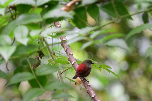 Abyssinian Crimsonwing (Cryptospiza salvadorii), photo 2