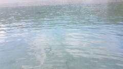 Carcharhinus melanopterus