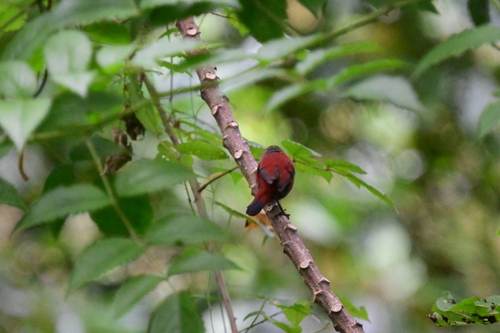 Abyssinian Crimsonwing (Cryptospiza salvadorii), photo 4