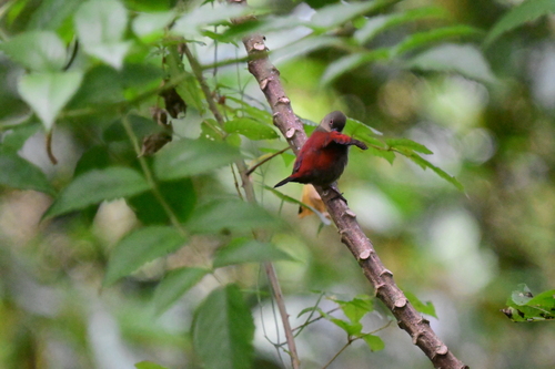 Abyssinian Crimsonwing (Cryptospiza salvadorii), photo 5