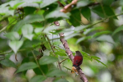 Abyssinian Crimsonwing (Cryptospiza salvadorii), photo 6