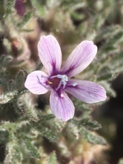 Collomia larsenii